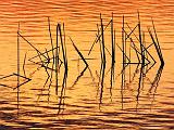 River Grass At Sunrise_DSCF01091